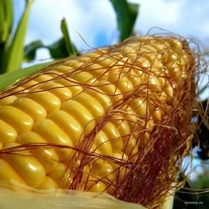 Кукуруза посевная. Всхожесть 94-98%. 