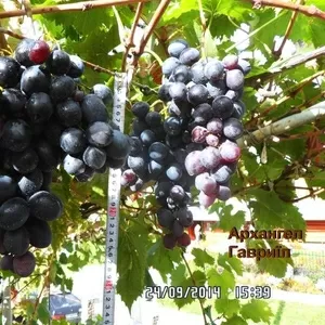 Чубуки винограду більше 170 сортів і г.ф.