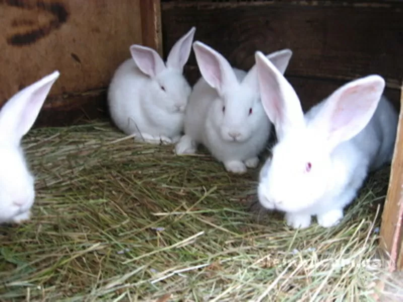 Кролики (кролі) білий панон