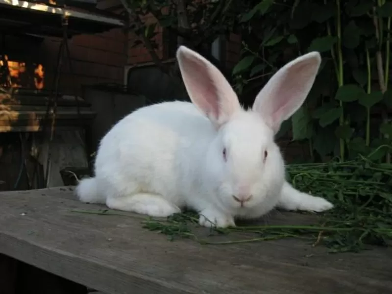 Кролики (кролі) білий панон 2