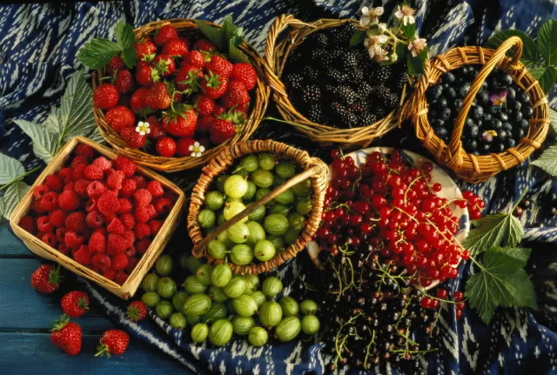 Продажа ягод,  овощей,  фруктов.Оптом и в розницу.