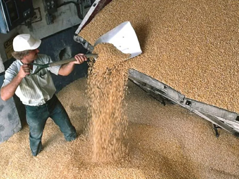 Компания Никагро закупает зерновые и масличные большими партиями 2