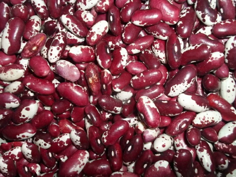 Квасоля в наявності. Продаж квасолі. Купити квасолю.