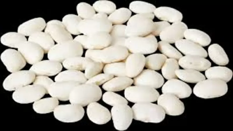 Закуповуємо квасолю по всій Україні з організацією самовивоз