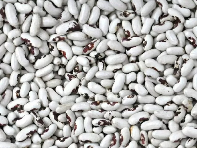 Високоякісна квасоля від виробника.